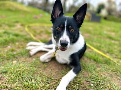 Gemma — Border Collie