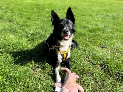 Ned — Border Collie