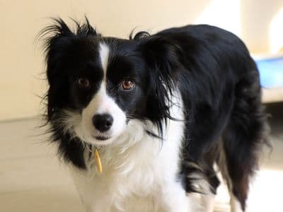 Violet — Border Collie Cross