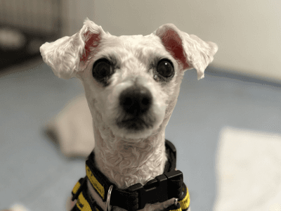 Snowy — Bichon Frise