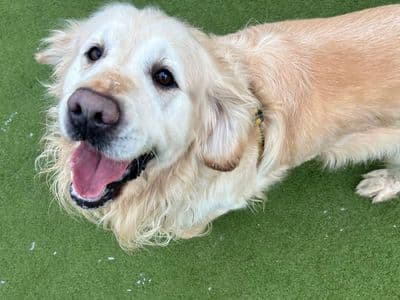 Bailey — Golden Retriever