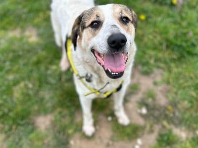 Bow — German Shepherd Cross