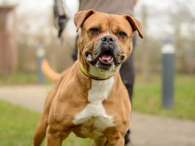 Hilda — Mastiff Cross