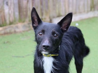 Finch — Jack Russell Terrier Cross