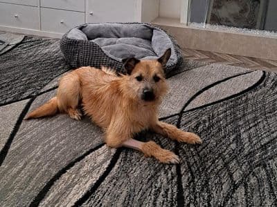 Hope — Border Terrier Cross