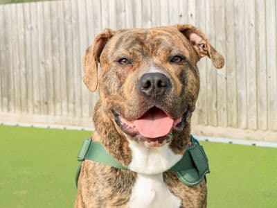 Loki — Staffordshire Bull Terrier Cross