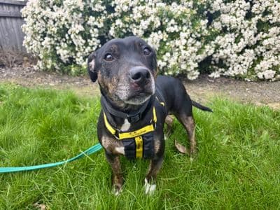 Huxley — Staffordshire Bull Terrier Cross