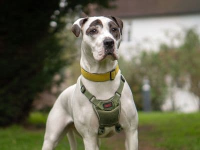 Bella — Boxer Cross