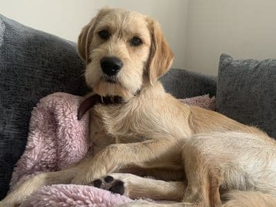 Bam — Labrador Retriever Cross