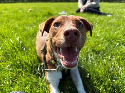 Skips — Jack Russell Terrier Cross