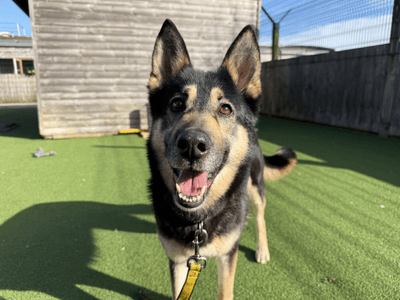 Harley — German Shepherd Cross