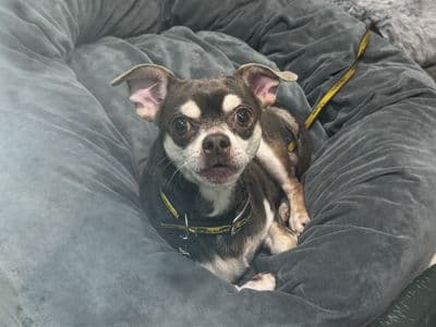 Richard — Chihuahua