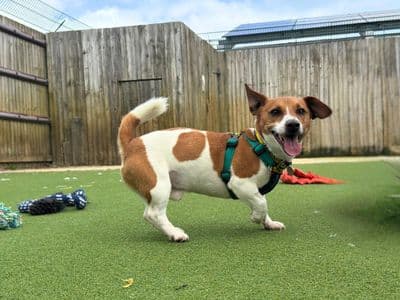 Goose — Jack Russell Terrier