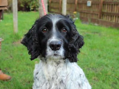 Tattie — Springer Spaniel