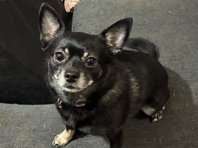 Luna — Chihuahua Cross