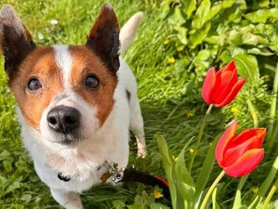 Champ — Chihuahua Cross