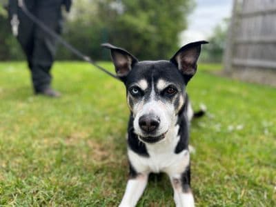 Hollie — Staffordshire Bull Terrier Cross