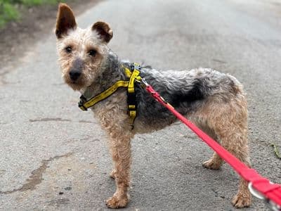 Billie T — Fox Wire Terrier