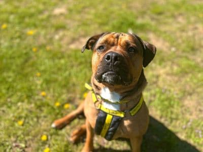 Bella — Staffordshire Bull Terrier Cross