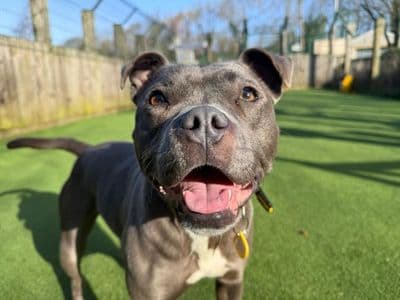 Disco — Staffordshire Bull Terrier
