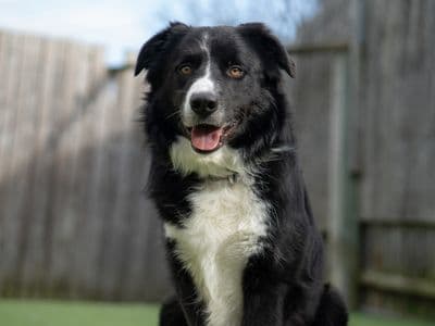 JJ — Border Collie