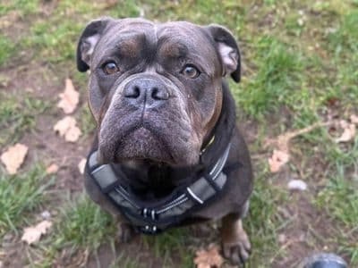 Nala — Bulldog Cross