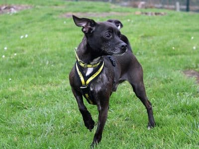 Taz — Patterdale Terrier Cross