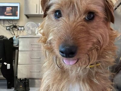 Pombon — Yorkshire Terrier Cross