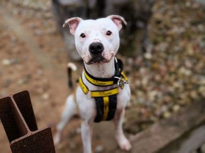 Bruno — Staffordshire Bull Terrier