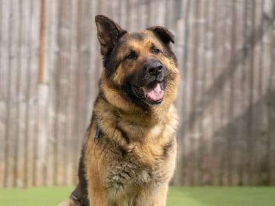 Apollo — German Shepherd