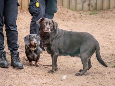Lottie — Labrador Retriever