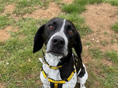 Goose — Pointer Cross