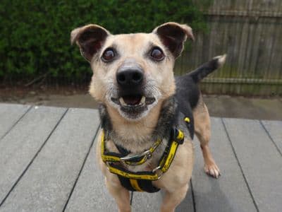 Clive — Jack Russell Terrier