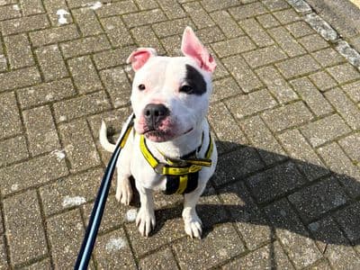 Keano — Staffordshire Bull Terrier