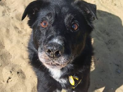 Keeper — Border Collie Cross