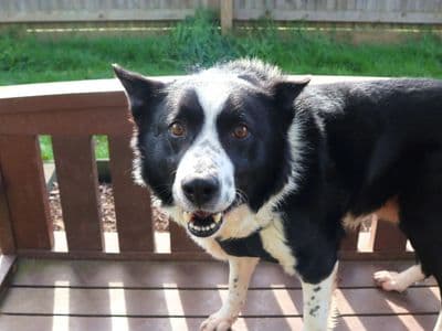 Hamlin — Border Collie