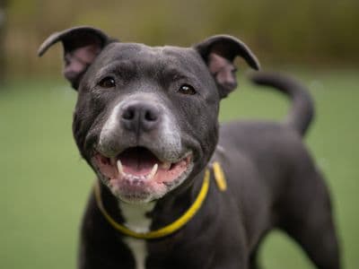 Laika — Staffordshire Bull Terrier