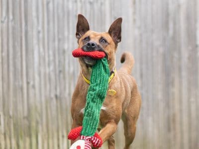 Lana — Belgian Malinois Cross