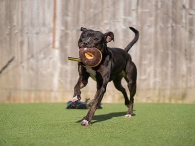 Lolly — Staffordshire Bull Terrier