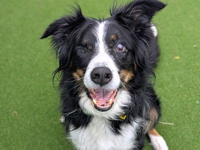 Harry — Border Collie