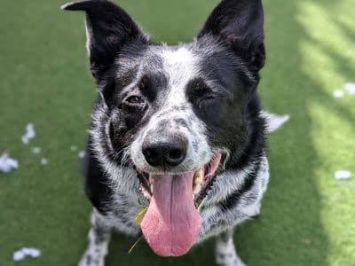 Hope — Border Collie