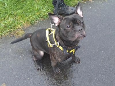Blaze — French Bulldog Cross