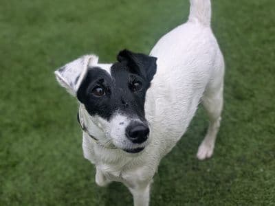 Vogue — Fox Smooth Terrier