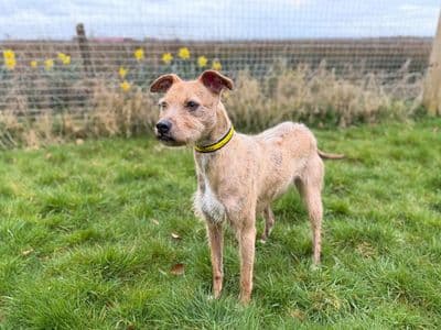 Pudding — Patterdale Terrier Cross