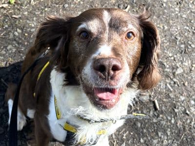 Moses — Springer Spaniel Cross