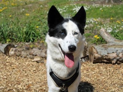 Beau — Border Collie Cross