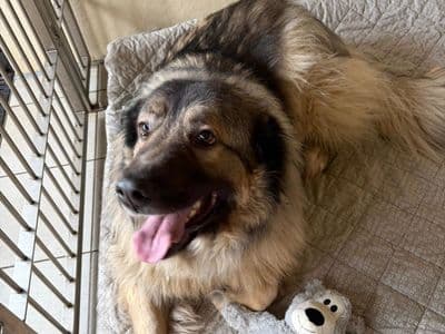 Loki — Yugoslavian Shepherd Dog – Sharplanina