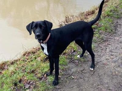 Coco — Labrador Retriever Cross