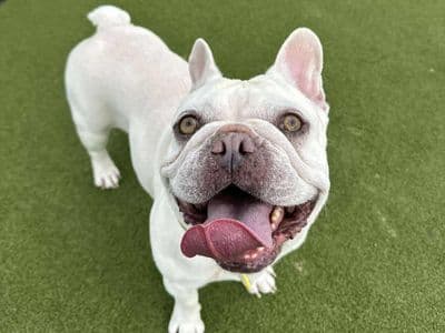 Kallee — French Bulldog
