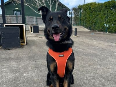 Rex — German Shepherd Cross